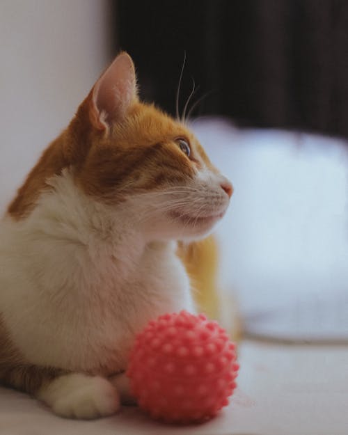 Kostenloses Stock Foto zu ball, flaumig, haustier