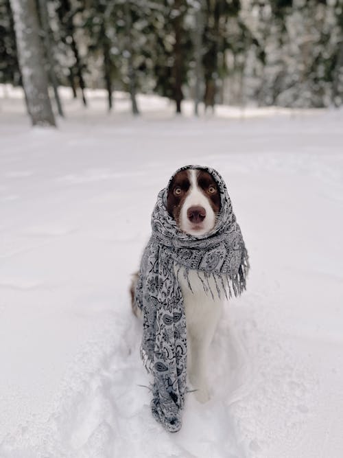 Gratis arkivbilde med dyr, forkjølelse, hund