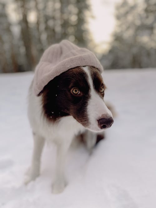 Gratis lagerfoto af border collie, dyrefotografering, forkølelse