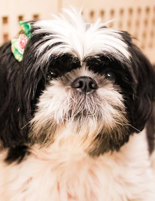 Furry Shih Tzu Dog