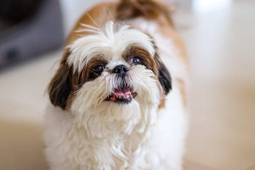 Shih Tzu Dog