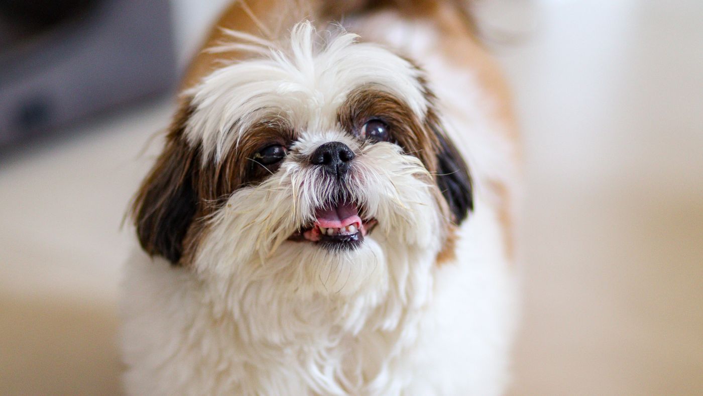 Small Hypoallergenic Dogs: The Lifestyle Truth