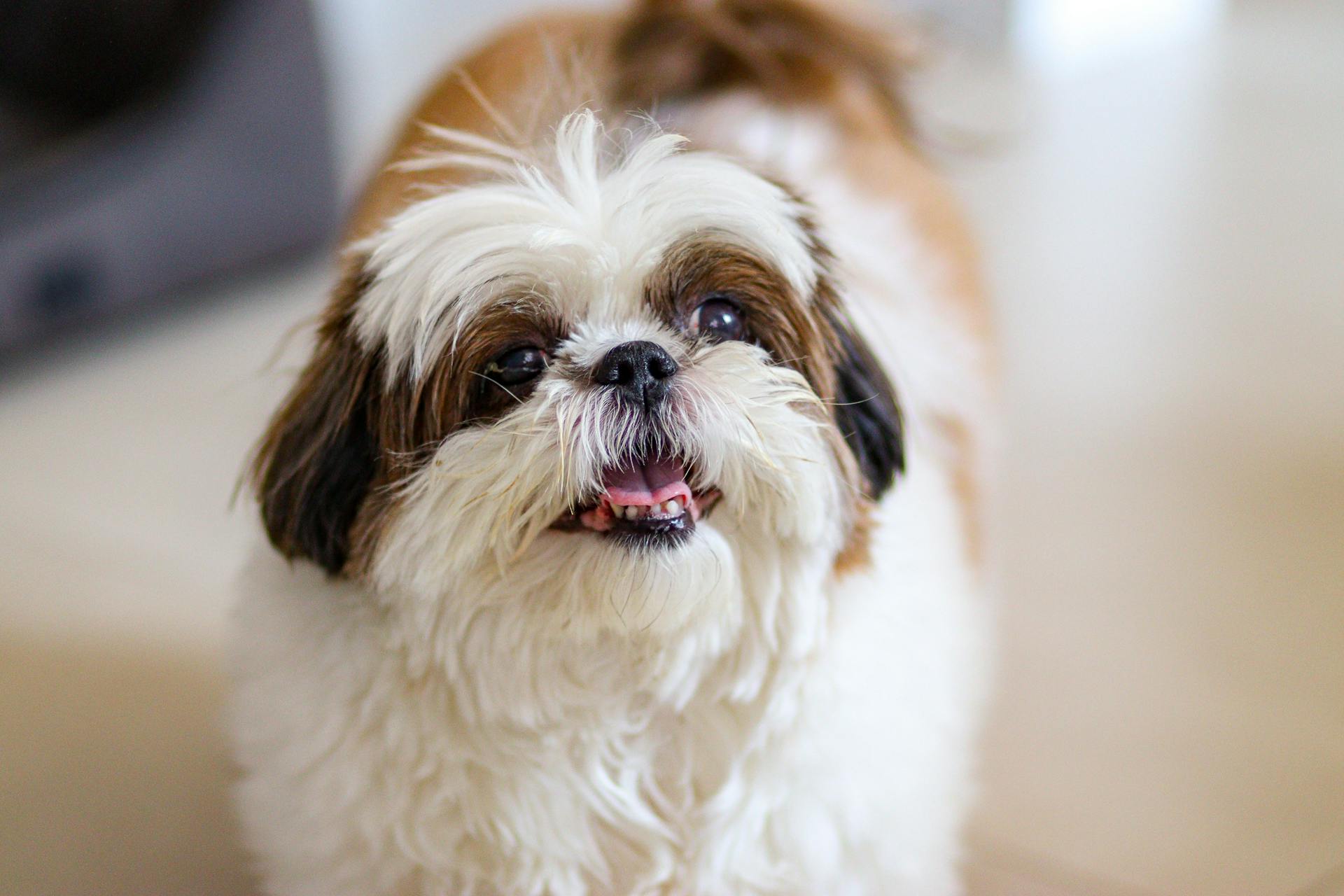 Chien de race Shih Tzu