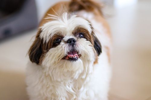 Free Cute Shih Tzu dog with fluffy coat smiling indoors, showing its playful personality. Stock Photo