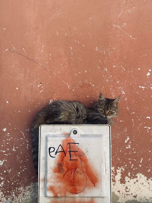Free A fluffy cat lying on a white box against a red textured wall. Stock Photo