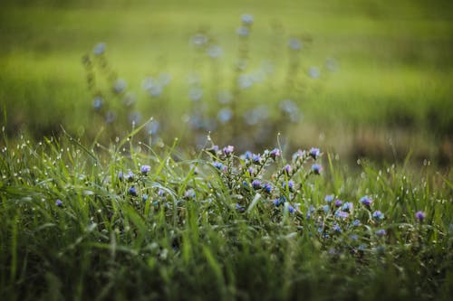 büyüme, çayır, Çiçekler içeren Ücretsiz stok fotoğraf