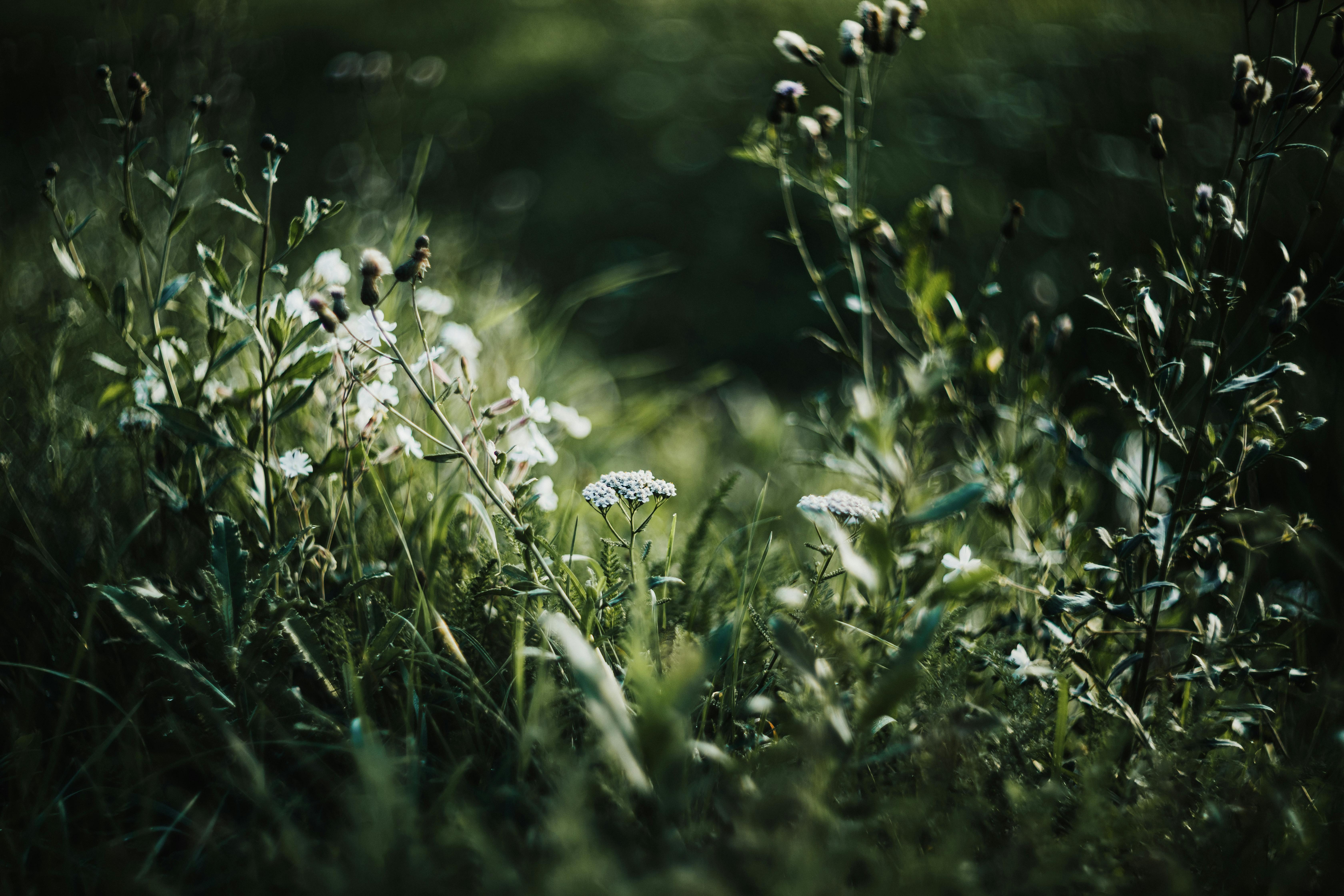 Serene summer meadow with various wildflowers and soft sunlight, creating a tranquil scene.