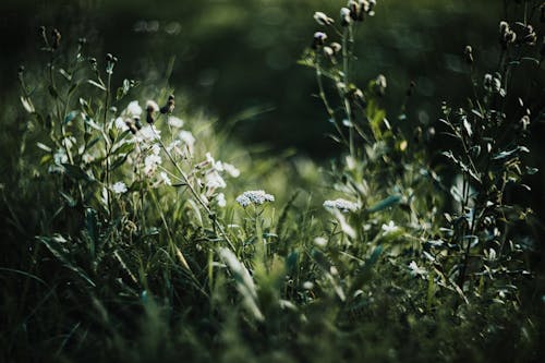 A close up of some flowers in the grass