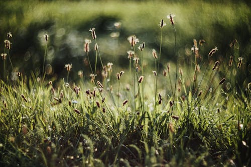arazi, büyüme, çim içeren Ücretsiz stok fotoğraf