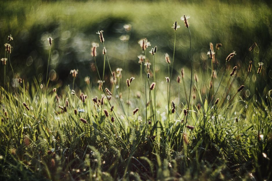 Lush summer meadow with tall grass and wildflowers in sunlight, creating a peaceful and vibrant scene.