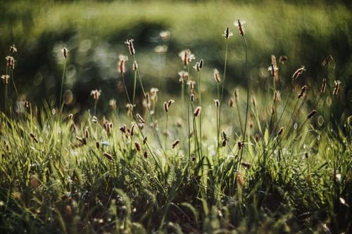 Free Lush summer meadow with tall grass and wildflowers in sunlight, creating a peaceful and vibrant scene. Stock Photo