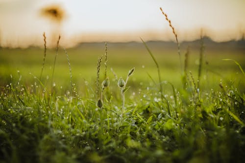 A grassy field with dew drops on it