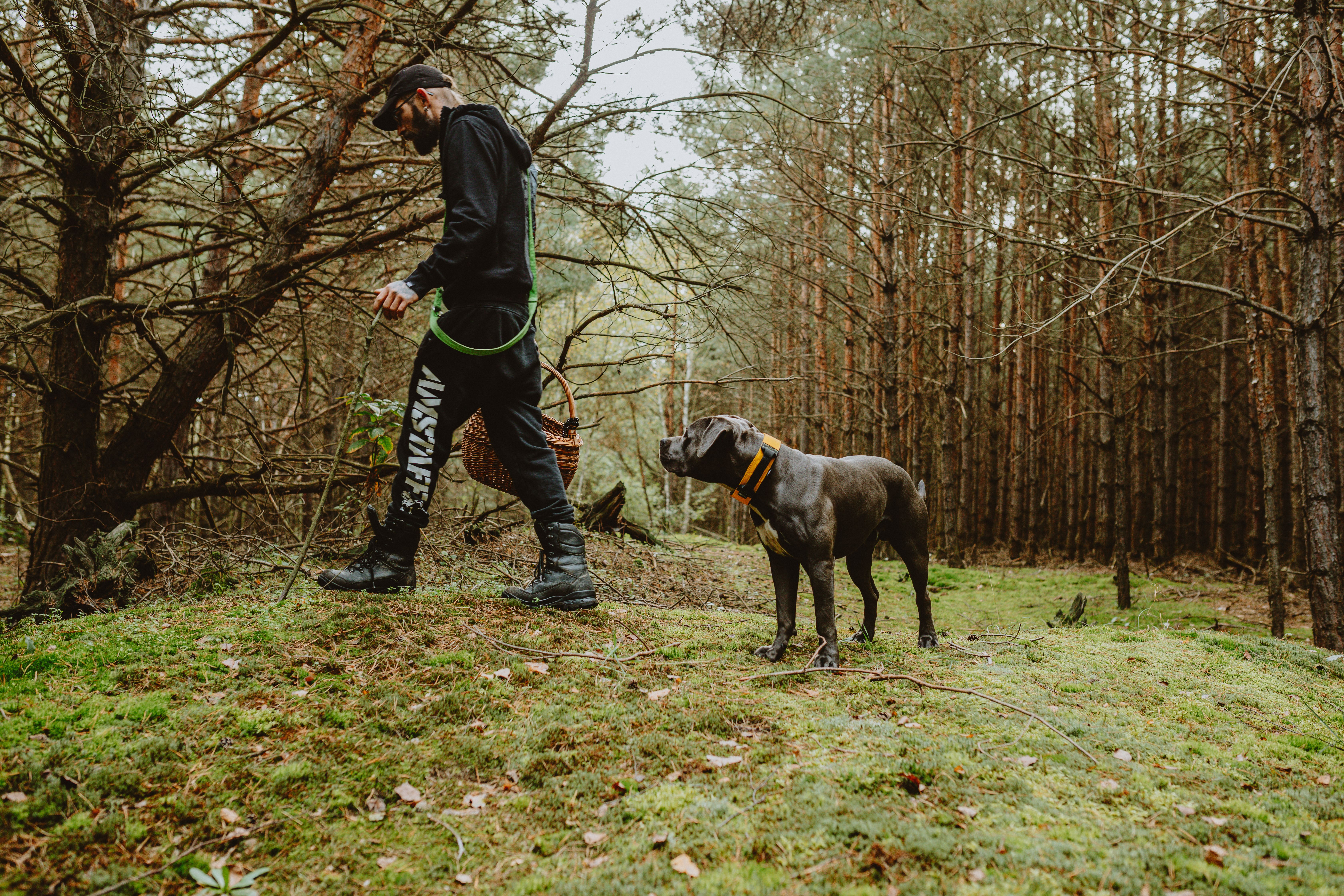 pet technology company fi — Photo by Helena Jankovičová Kováčová on Pexels