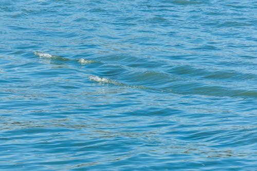 Foto profissional grátis de água, azul, mar