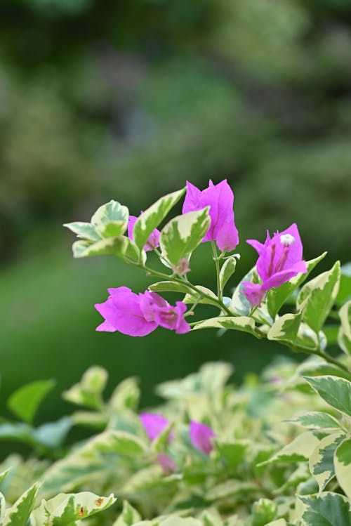 A plant with purple flowers and green leaves