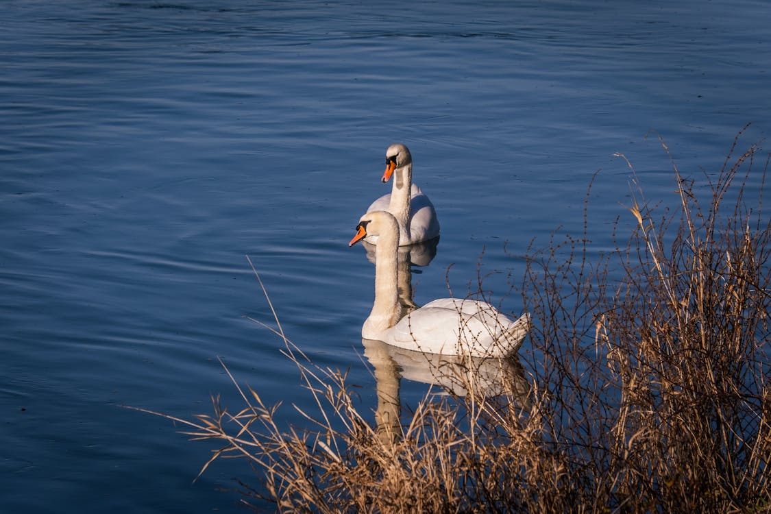 White Swans Swimming on Lake 