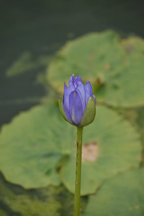 Imagine de stoc gratuită din albastru, floare, focalizare selectivă