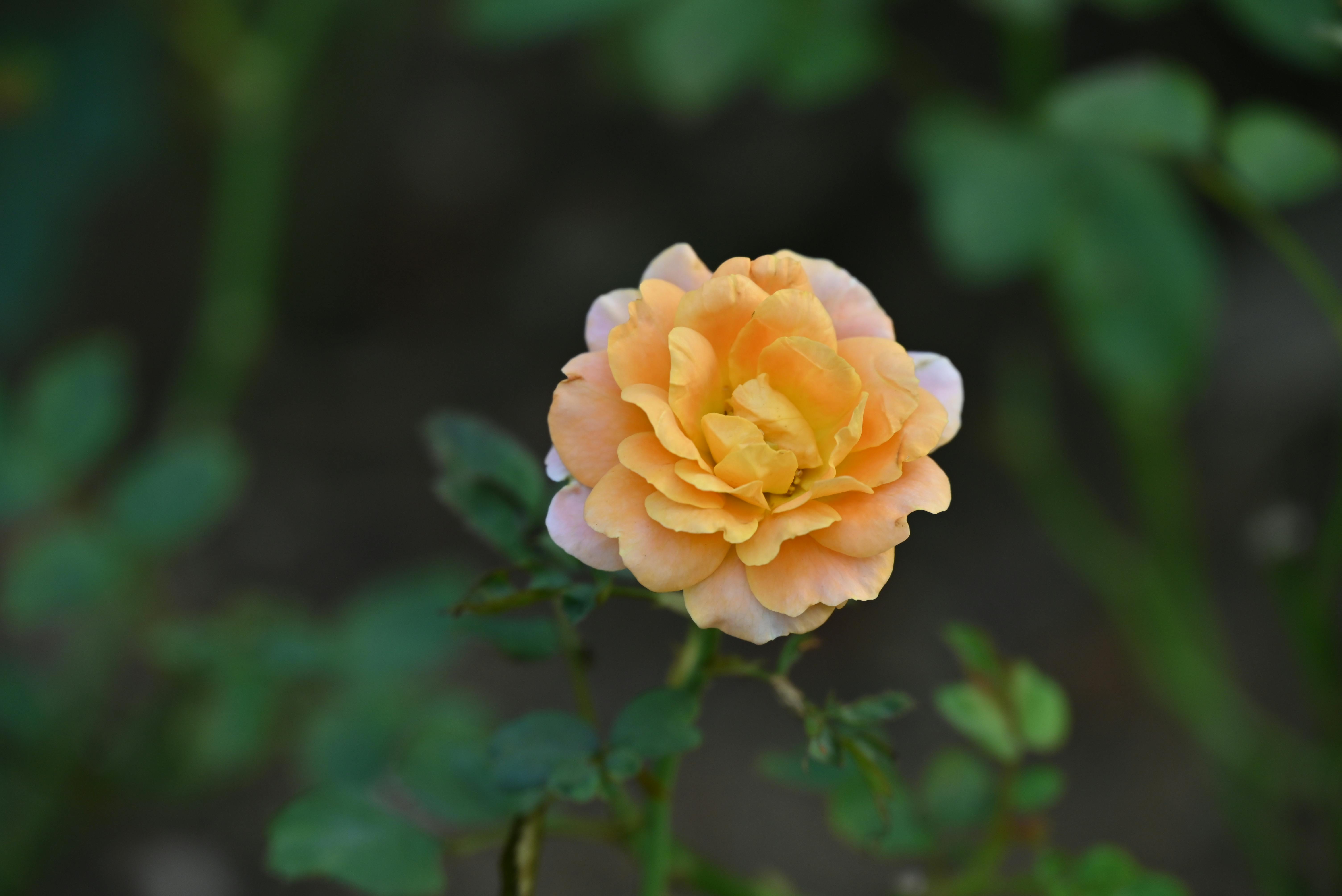 A single orange rose is blooming in the garden