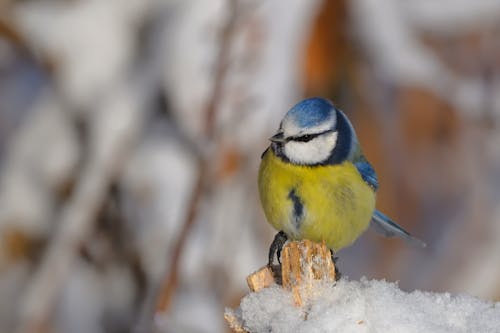 คลังภาพถ่ายฟรี ของ ธรรมชาติ, นก, นกติ๊ดสีน้ำเงิน