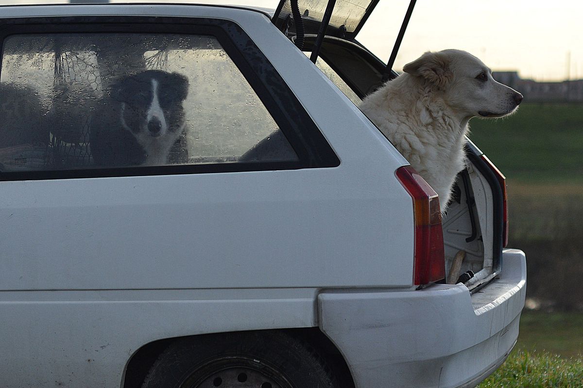 Voyager en voiture avec un chien : conseils et réglementation - Réussir l'arrivée et adopter les bons réflexes sur la route