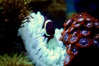 一条小丑鱼的特写镜头依偎在热带珊瑚礁中生动的珊瑚和海葵之间