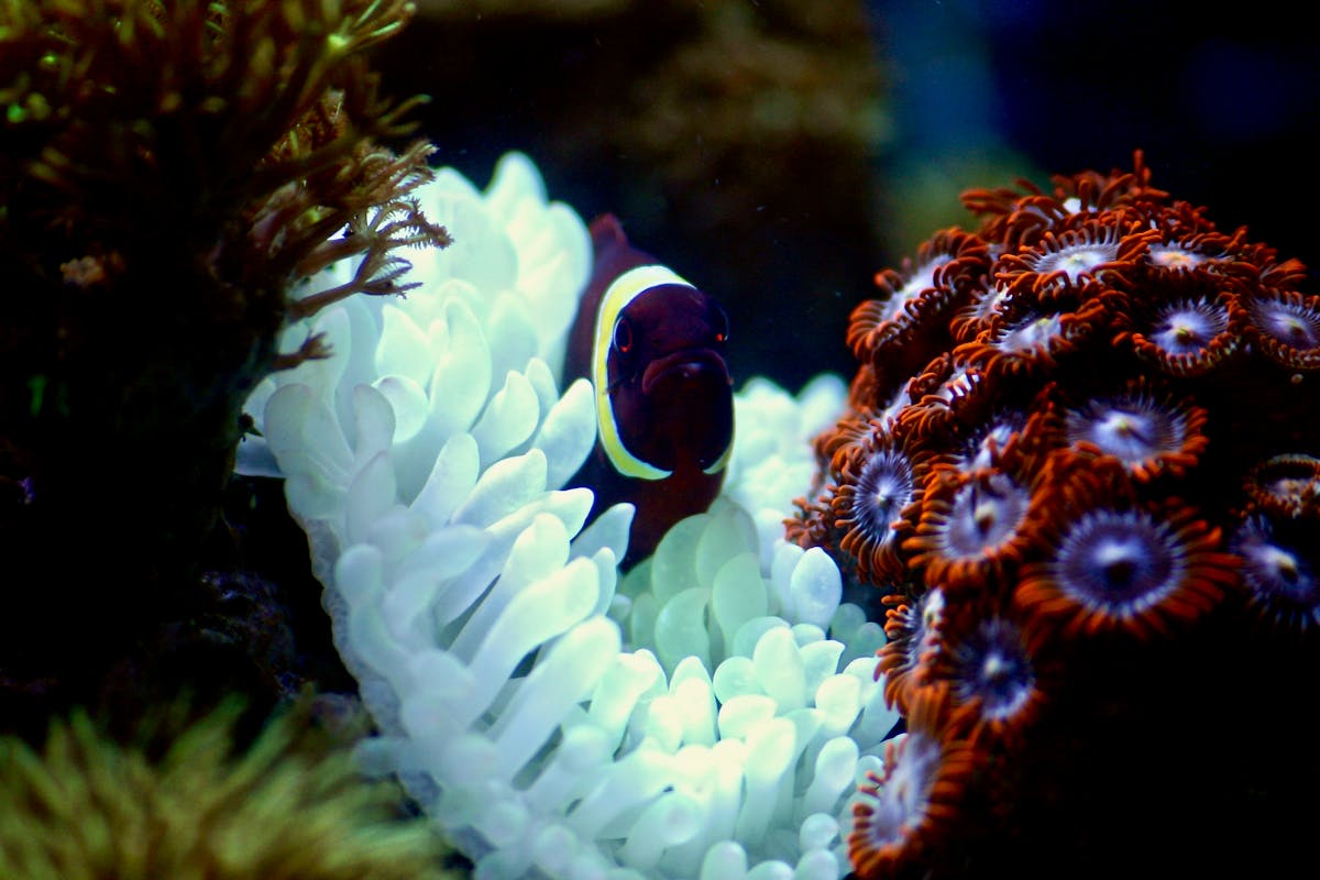 Diver among fish in clear underwater water