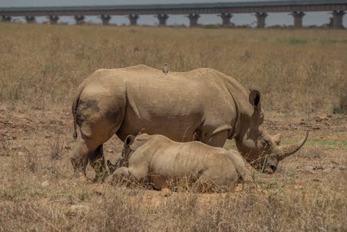 A rhino and its baby are resting in the grass