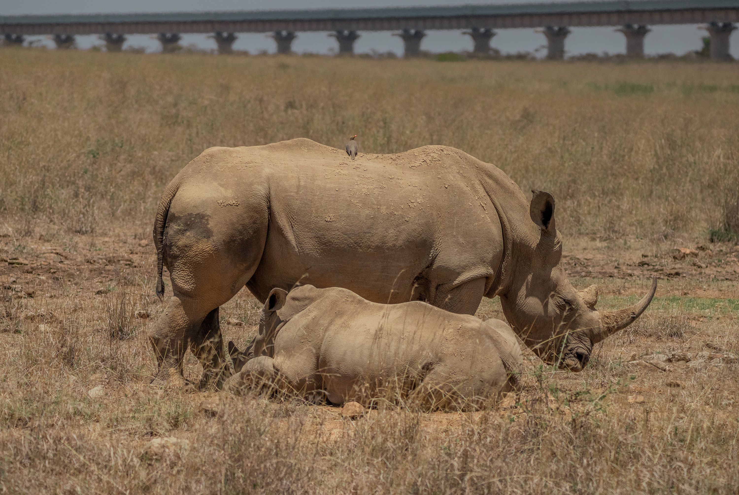 African Rhinos Photos, Download The BEST Free African Rhinos Stock ...