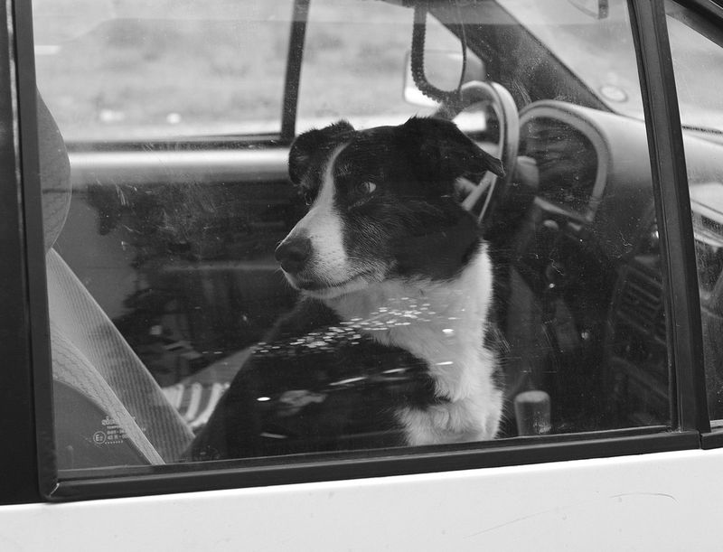 Araç koltuğunda sakince oturan bir köpek