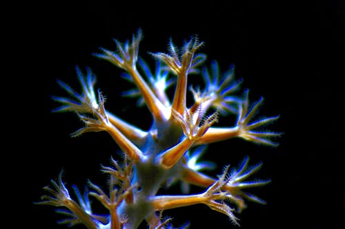 Anemone in Closeup Photo