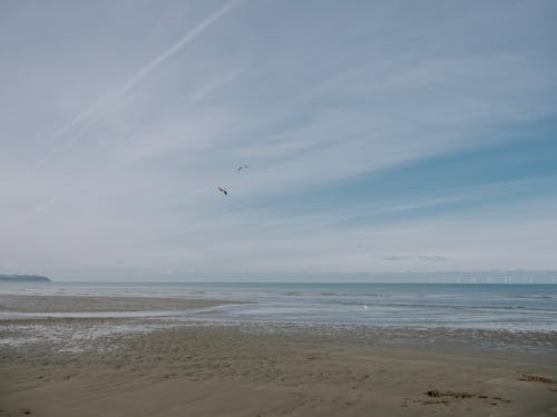 A beach with a bird flying over the water
