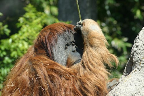 Bruine Orang Oetan