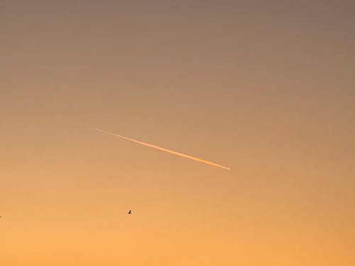 altın gökyüzü, bird, birds flying içeren Ücretsiz stok fotoğraf