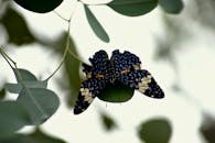 绿叶郁郁葱葱，一只充满活力的蓝色蝴蝶停在叶子上