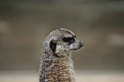 ảnh Của Meerkat