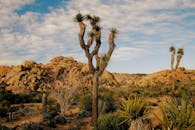 探索约书亚树国家公园广阔的沙漠景观，这里以标志性的约书亚树和独特的岩石地形为特色