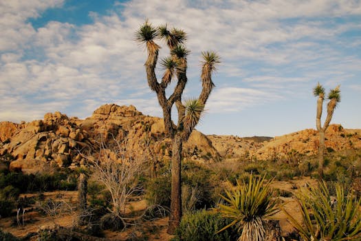Explore the vast desert landscape of Joshua Tree National Park featuring iconic Joshua trees and rocky terrain.