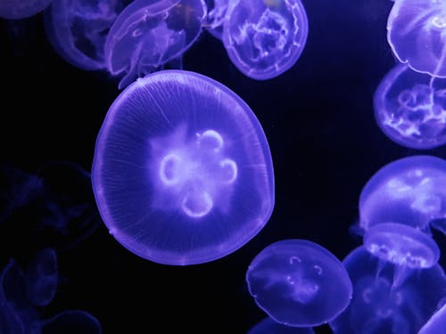 Fotobanka s bezplatnými fotkami na tému medúza, pod vodou, vodný živočích