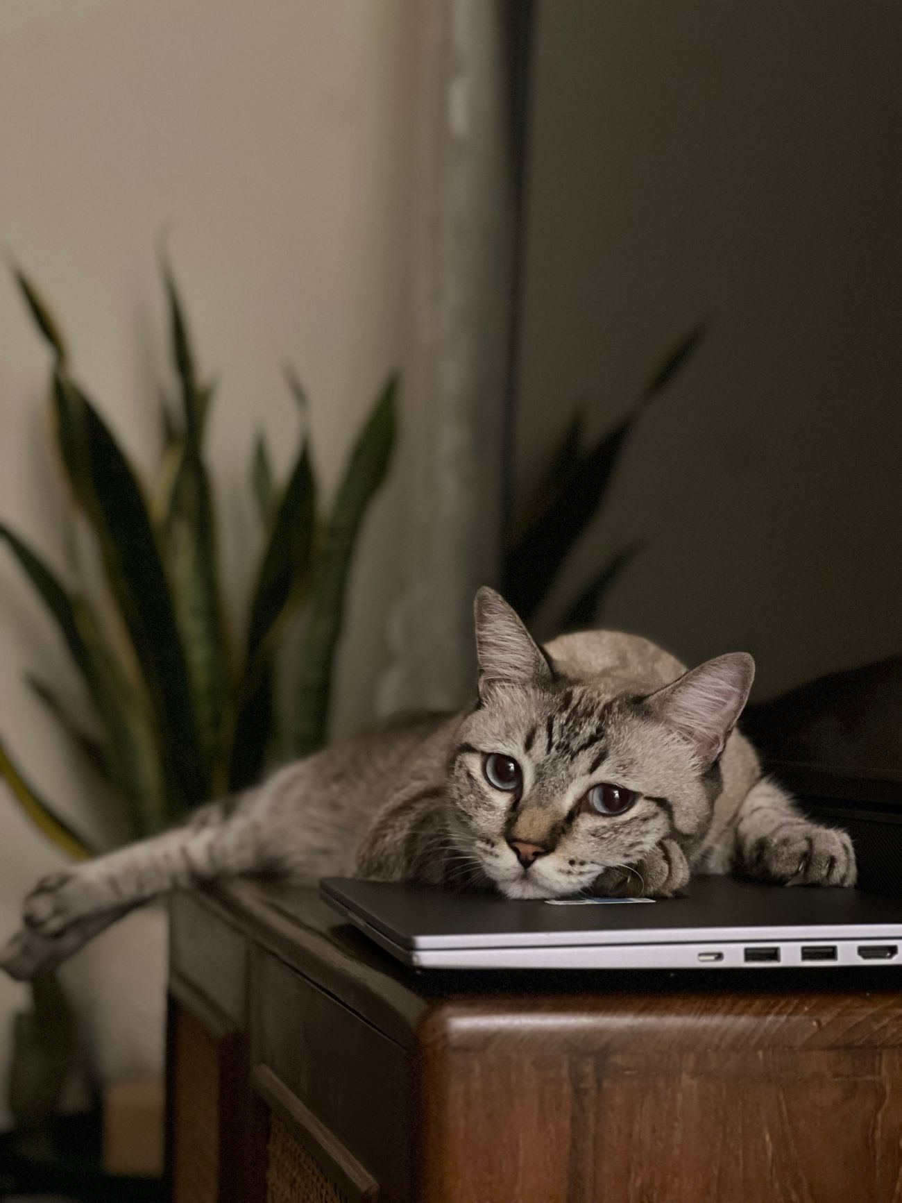 ノートパソコンの上で休む猫