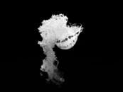 这幅迷人的黑白图像中，水母触手流动，展现了精致的水生之美