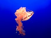 在深蓝色的海洋背景上，一只令人惊叹的水母优雅地漂浮着