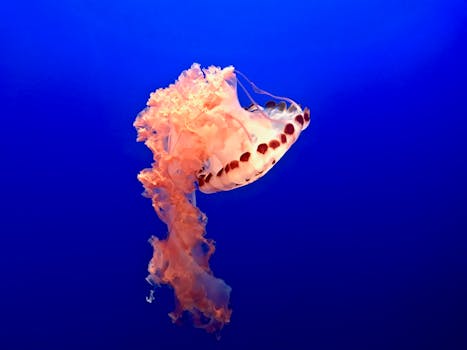 在深蓝色的海洋背景上，一只令人惊叹的水母优雅地漂浮着