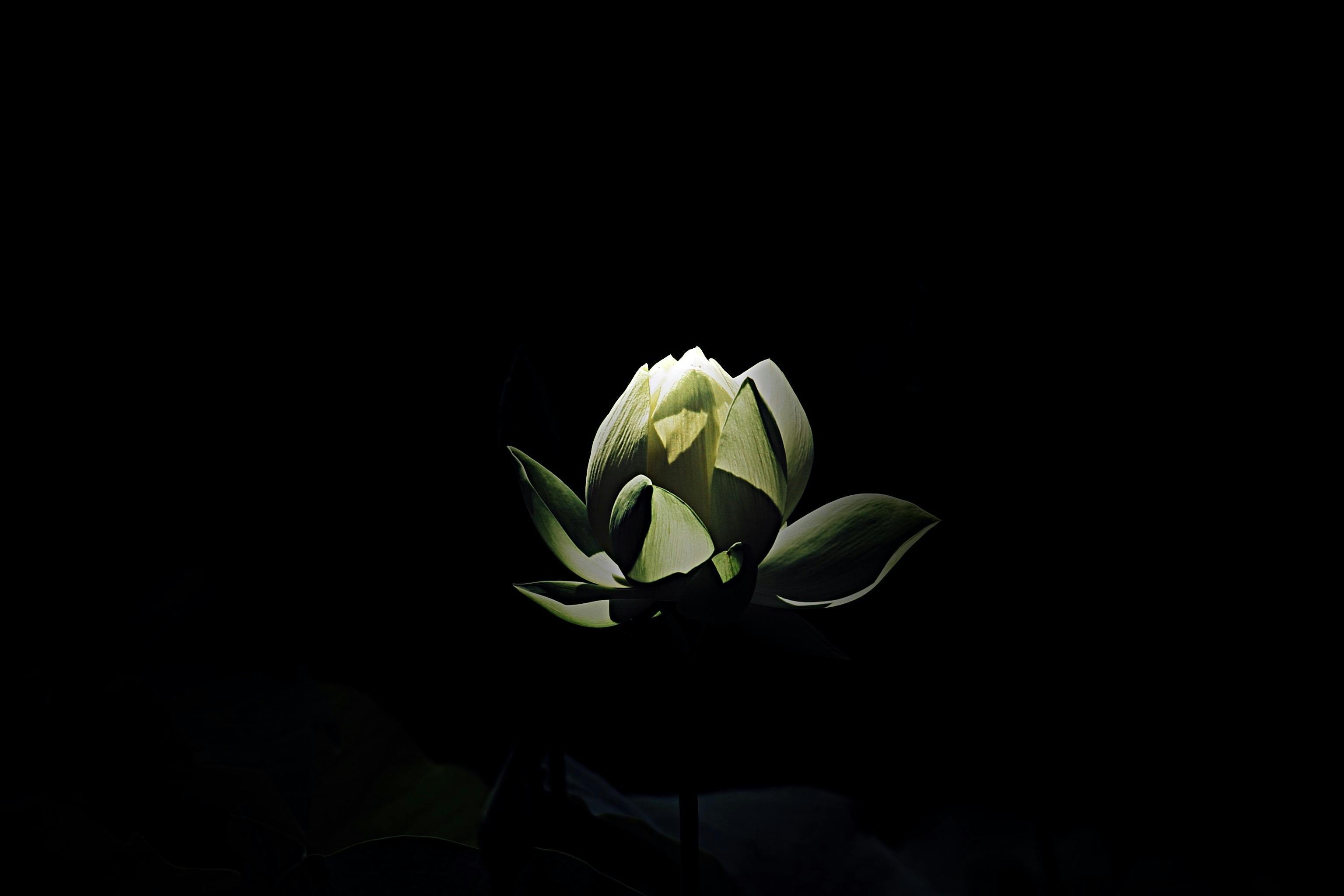 Black n white lotus, dark, flower, HD phone wallpaper | Peakpx