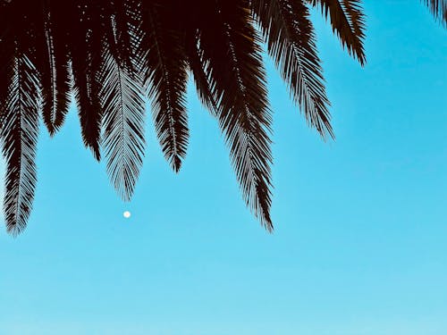 Силуэт фотографии пальмы