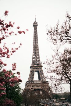 Eiffel Tower amidst blooming trees, symbolizing springtime in Paris.