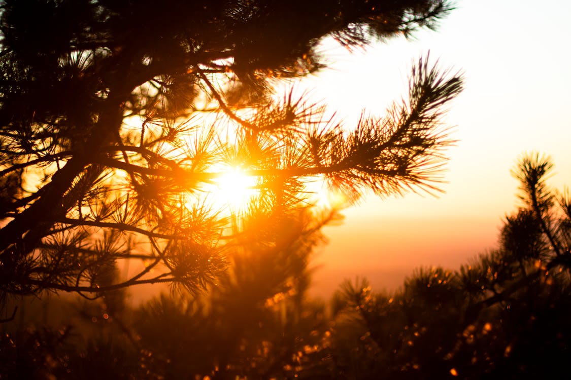 Gratis stockfoto met boomtakken, buiten, conifeer