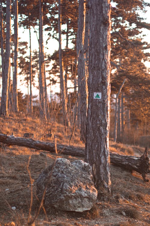 Hiking Trail Marking on a Tree Trunk in the Forest