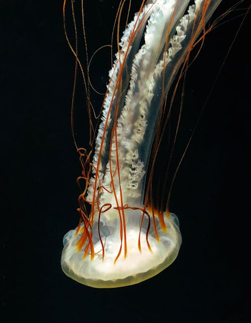 Fotografia Subaquática De Medusa Branca