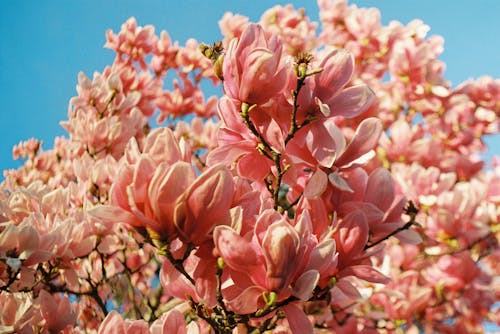 A pink tree with pink flowers against a blue sky