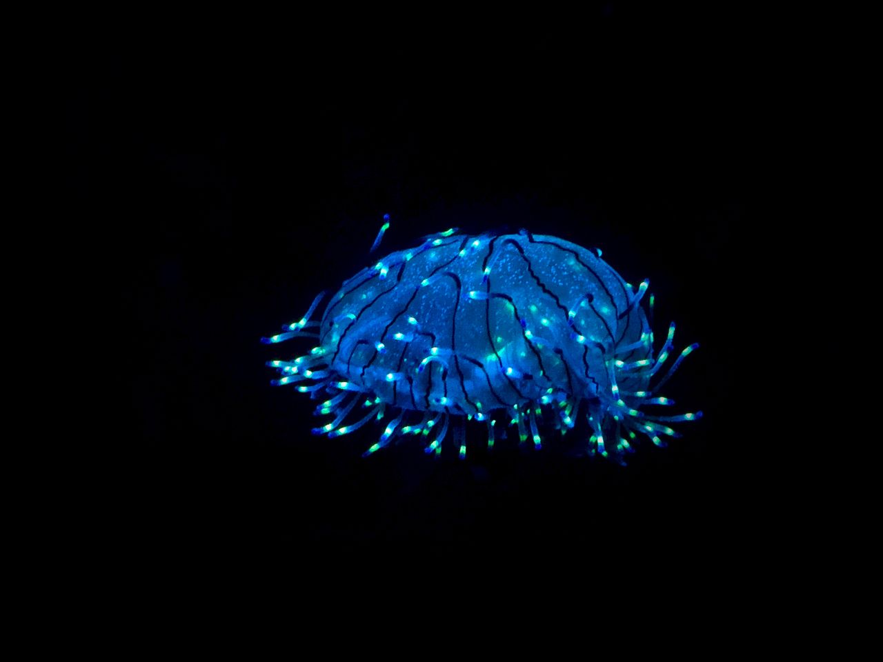 a mesmerizing blue bioluminescent jellyfish glowing against a black ba